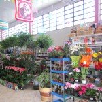 flores