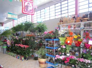 flores